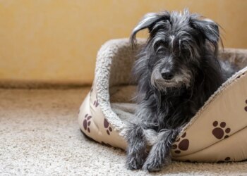 Pets da pandemia chegam à meia-idade e levantam alerta sobre saúde