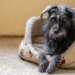 Pets da pandemia chegam à meia-idade e levantam alerta sobre saúde