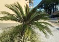 Planta cica: o arbusto decorativo que é fatal para cães