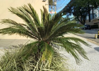 Planta cica: o arbusto decorativo que é fatal para cães