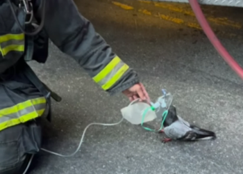 Pombo recebe máscara de oxigênio após ser resgatado de incêndio