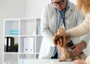 Produtos de limpeza podem ser tóxicos e até fatais aos pets