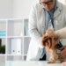 Produtos de limpeza podem ser tóxicos e até fatais aos pets