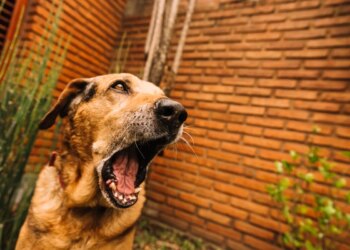 Rosnado dos cães funciona como alerta; saiba como evitar ataques