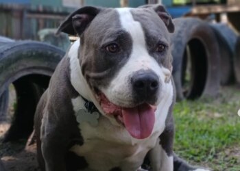 Tutora "cancela" balada por cachorro e encontra a mãe mimando o pet