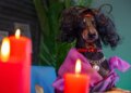 Tutores recorrem ao tarô animal para entender "o que os pets sentem"