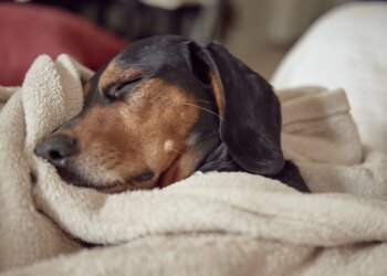 Veterinário orienta como aquecer pets idosos e evitar dores no inverno