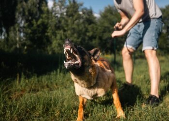 Adestrador dos pets de Eliana e Alok diz o que gera ansiedade animal