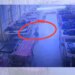 Cachorro "furta" bolsa com R$ 21 mil em bens dentro de hospital na Índia