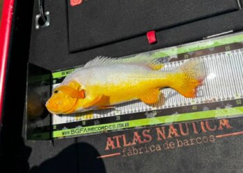Confundido com lixo, peixe raro é fisgado no interior de Minas