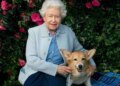 Corgis da rainha Elizabeth tinham “vida de rei” e até chef particular