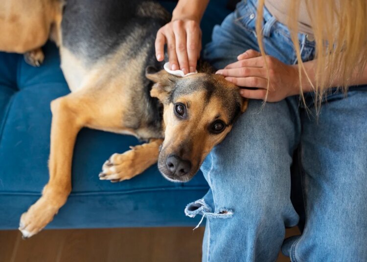 Dia do Cachorro: os sinais que o pet encontra para dizer "eu te amo"