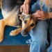 Dia do Cachorro: os sinais que o pet encontra para dizer "eu te amo"