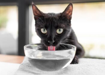 Dia do Gato: entenda por que o seu bichano bebe pouca água