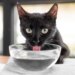 Dia do Gato: entenda por que o seu bichano bebe pouca água