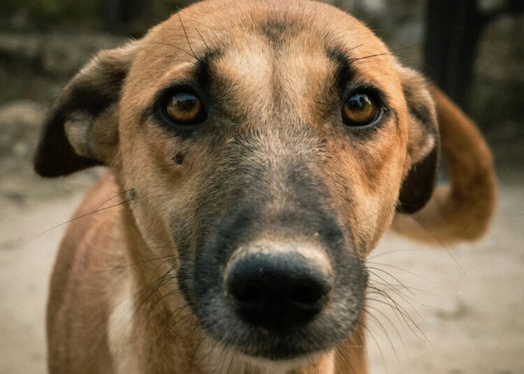 Expert lista gestos que parecem afeto, mas atrapalham bem-estar do cachorro