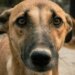 Expert lista gestos que parecem afeto, mas atrapalham bem-estar do cachorro