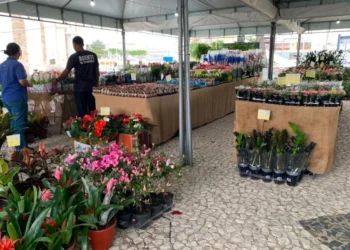 No momento, você está visualizando Feira de Flores Holambra chega a Maracanaú com programação de 26 de agosto a 6 de setembro