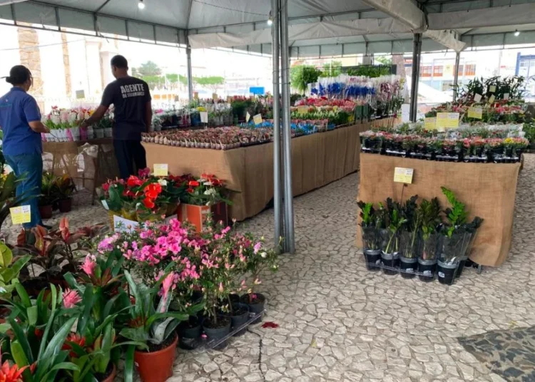 No momento, você está visualizando Feira de Flores Holambra chega a Maracanaú com programação de 26 de agosto a 6 de setembro