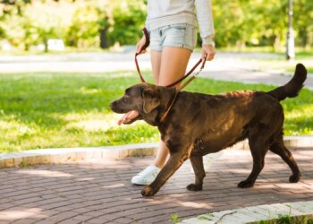 Guia do passeio seguro: veterinário ensina cuidados antes de sair com o pet