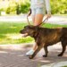 Guia do passeio seguro: veterinário ensina cuidados antes de sair com o pet