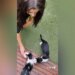Jade Picon é surpreendida por filhotes de gato na porta de sua mansão