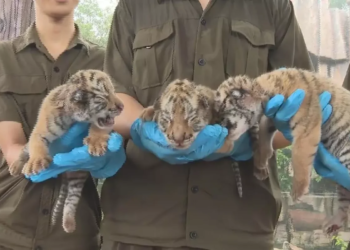 Leoa cuida de filhote de tigre e cena comove visitantes de zoológico