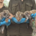 Leoa cuida de filhote de tigre e cena comove visitantes de zoológico