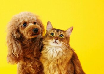 Luto pet: para o cérebro, perder um animal é como perder um familiar