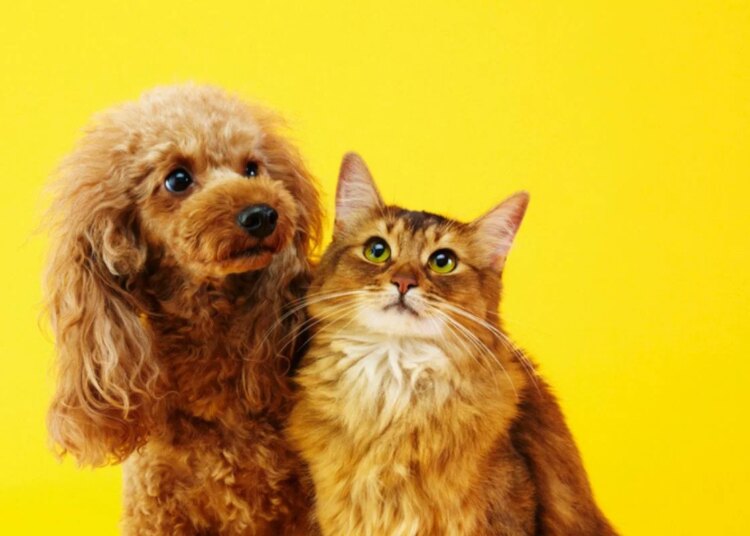 Luto pet: para o cérebro, perder um animal é como perder um familiar
