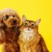 Luto pet: para o cérebro, perder um animal é como perder um familiar