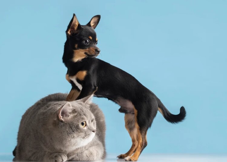 O que diz a psicologia sobre quem prefere pets do que pessoas