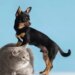 O que diz a psicologia sobre quem prefere pets do que pessoas