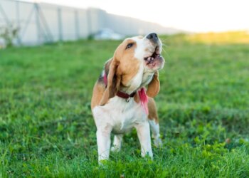 Os sinais que o cão dá antes de ficar agressivo, segundo veterinário