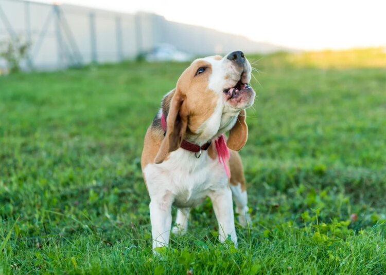 Os sinais que o cão dá antes de ficar agressivo, segundo veterinário