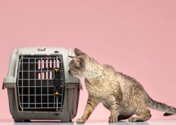 Petiscos e caixa de transporte facilitam ida do pet ao veterinário