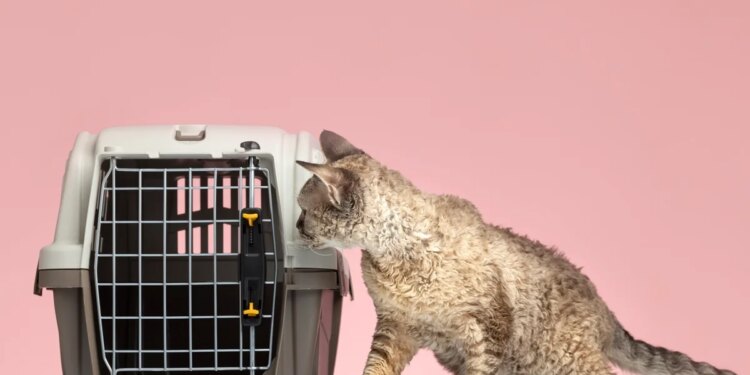 Petiscos e caixa de transporte facilitam ida do pet ao veterinário