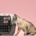 Petiscos e caixa de transporte facilitam ida do pet ao veterinário