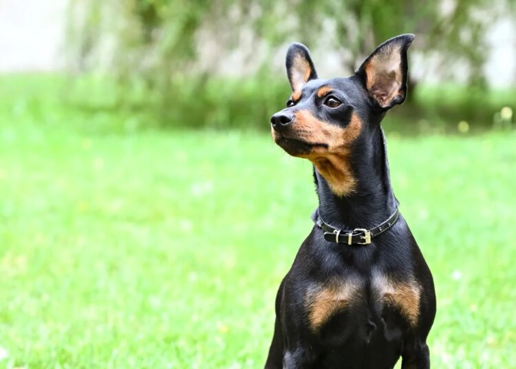 Pinscher dá susto em jovem que tentava brincar com husky em portão