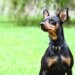 Pinscher dá susto em jovem que tentava brincar com husky em portão