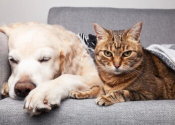 Ração não é tudo igual: saiba escolher a ideal para seu pet