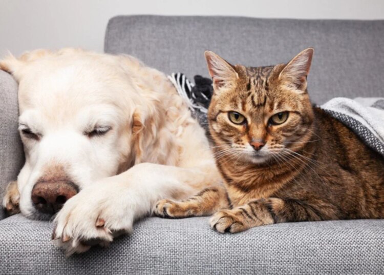 Ração não é tudo igual: saiba escolher a ideal para seu pet