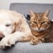 Ração não é tudo igual: saiba escolher a ideal para seu pet