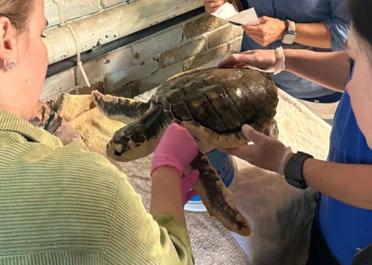 Tartaruga é resgatada em estado grave após nadar por mais de 8 mil km
