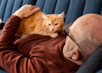 Vínculo forte e rotina calma: os motivos para adotar um gato idoso