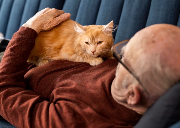 Vínculo forte e rotina calma: os motivos para adotar um gato idoso