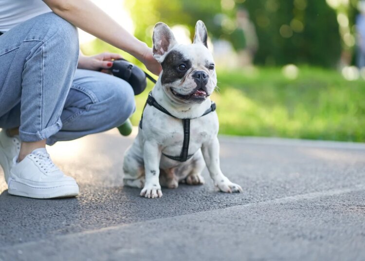 Asfalto quente: como evitar queimaduras nas patas do seu cachorro
