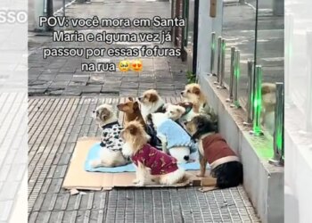 Catador viraliza ao trabalhar ao lado de nove cães vestidos com roupinhas