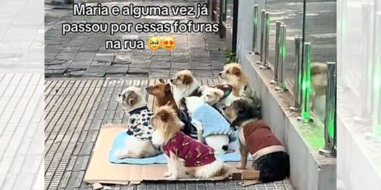 Catador viraliza ao trabalhar ao lado de nove cães vestidos com roupinhas