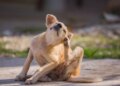 Com a chegada da primavera, cães podem sofrer mais com coceira e alergias